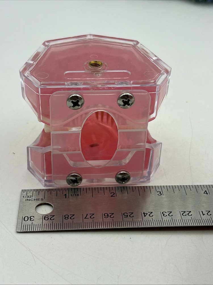 Dental Typodont Practice Removable Teeth Model M7008