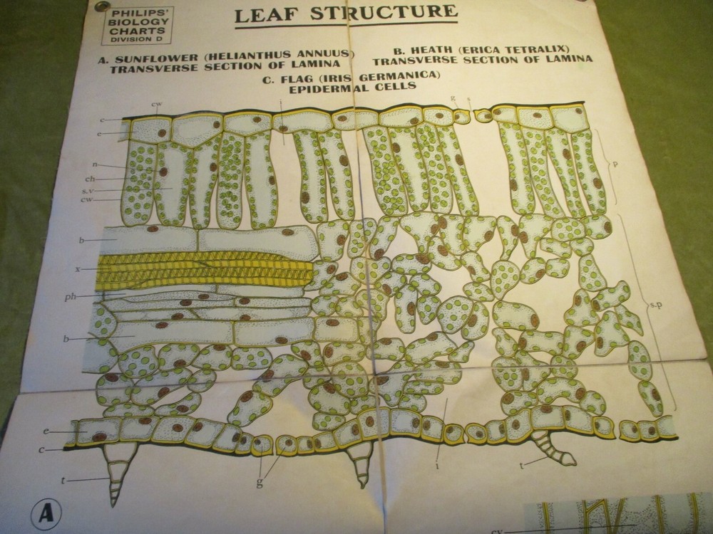 LEAF STRUCTURE, CANVAS-BACKED WALL CHART VINTAGE, c1930's {BIOLOGY}