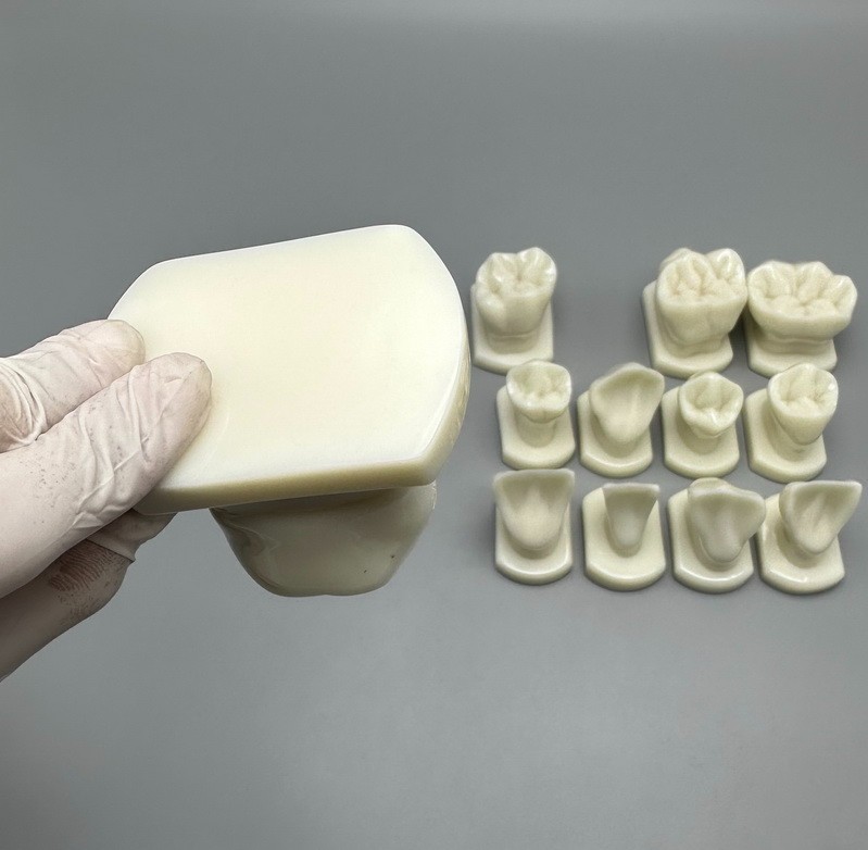 12pcs Dental Teeth Form Models For Lab Teaching Tooth Study Ortho Typodont Model
