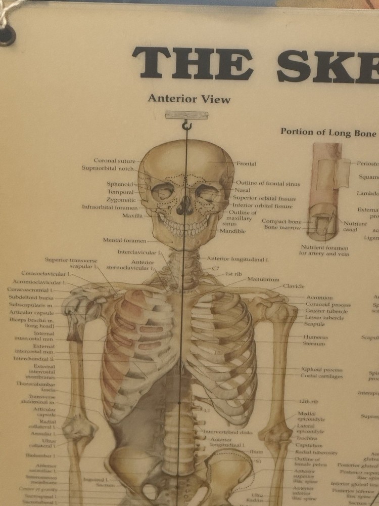 Skeletal System Anatomical Chart Poster ￼ Laminated Learning 20x26 Skeleton B24