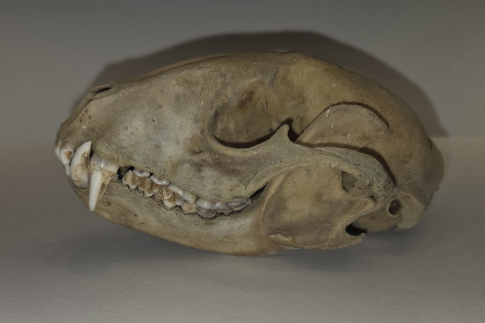 Raccoon Skull