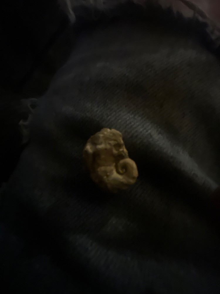 seahorse fossil