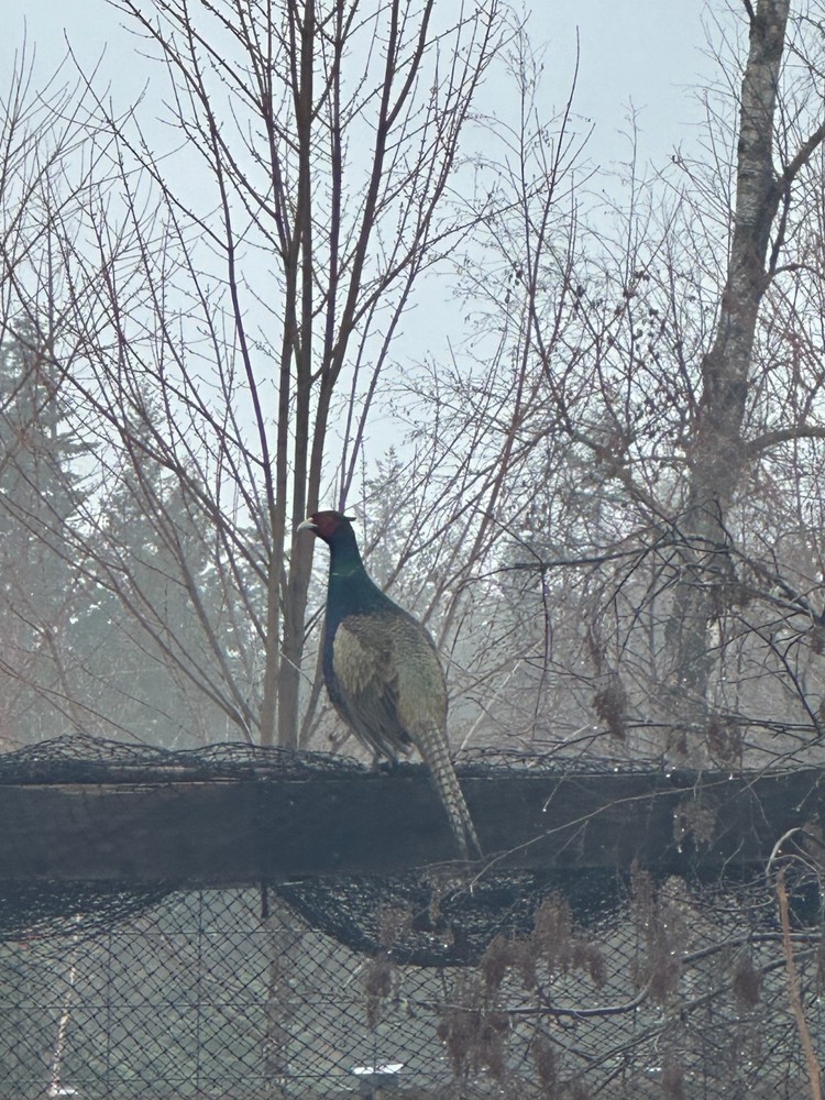 8 Green Variant Pheasant Hatching Eggs