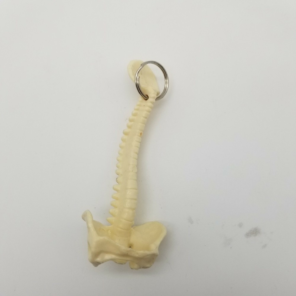 Vertebral Column Spine keychains