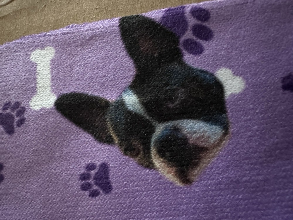Dog Socks open package Never Worn