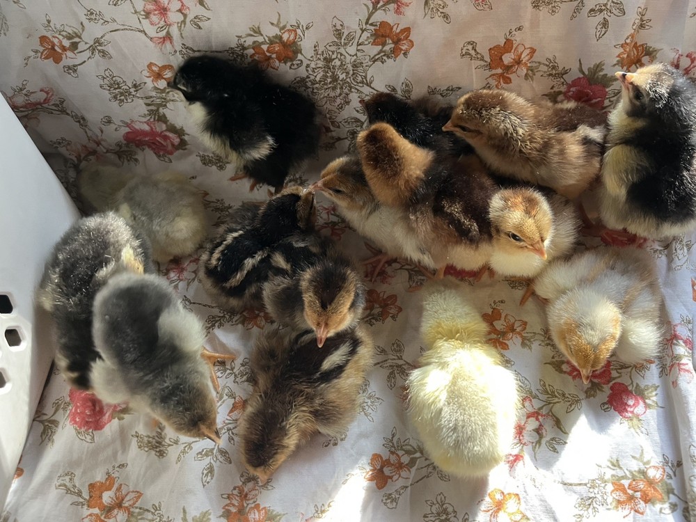 Swedish Flower Eggs 15+ Pack