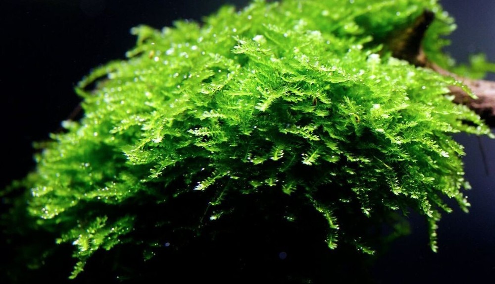 Java Moss / Christmas Moss (20 grams or .70 oz)