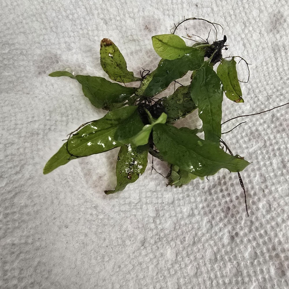 Java Fern (Microsorum Pteropus)