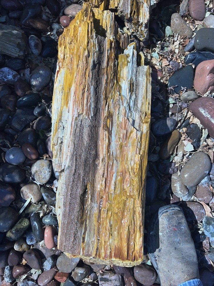 PETRIFIED LOG Large Piece.