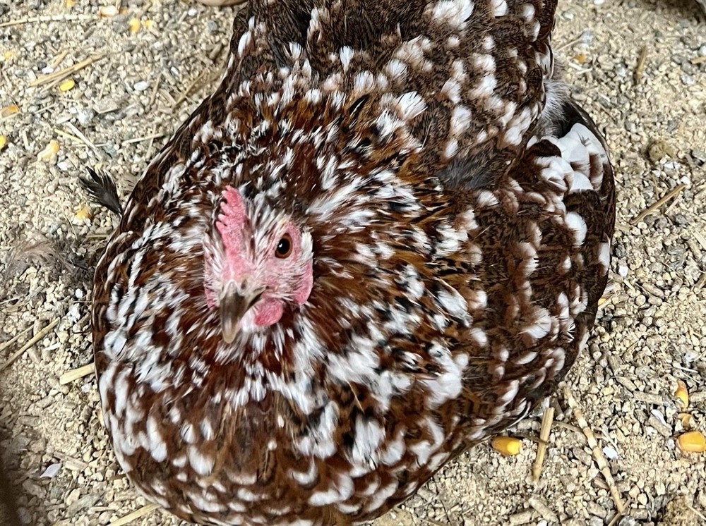 Cochin Bantam Mille Fleur Hatching Eggs One dozen