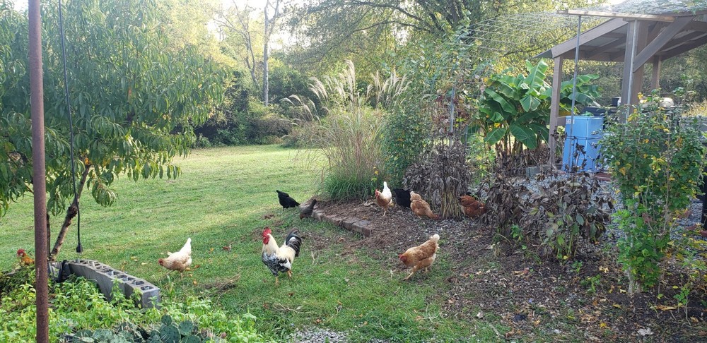 Barnyard Mix Fresh Hatching Eggs From Free Range Chickens