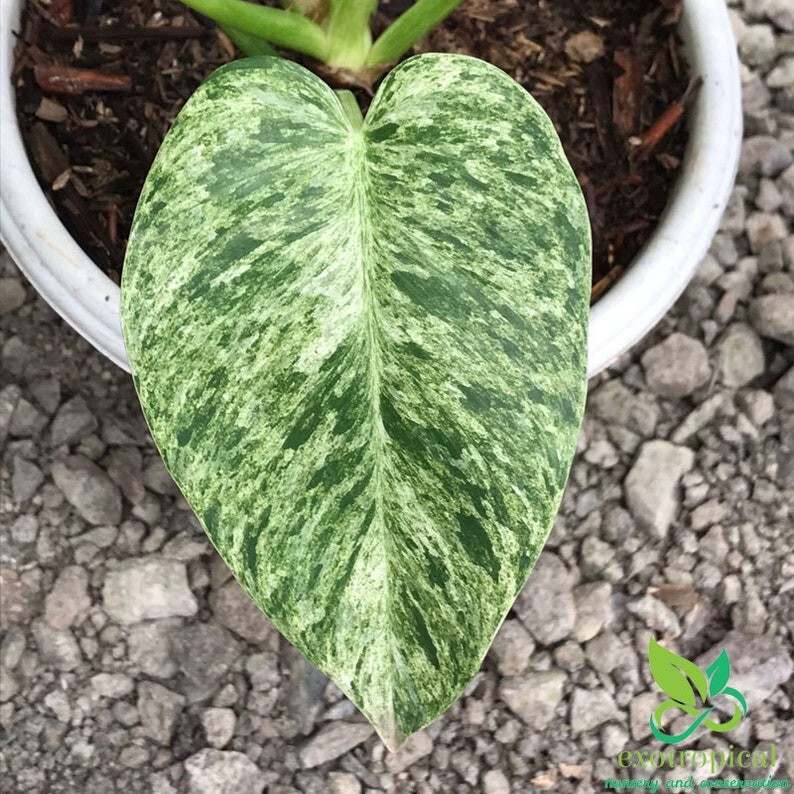 Philodendron Giganteum Variegated