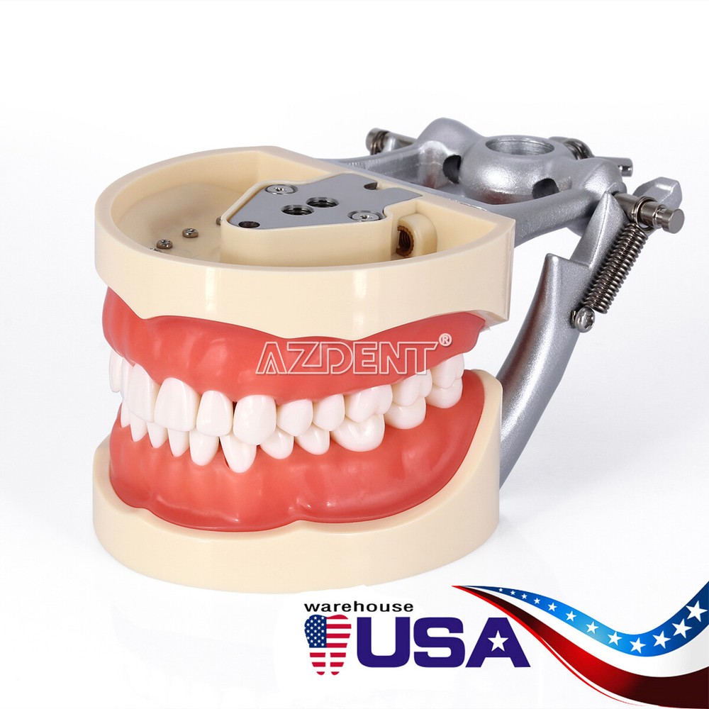 Tooth Modelo de tipodonto dental con dientes extraíbles