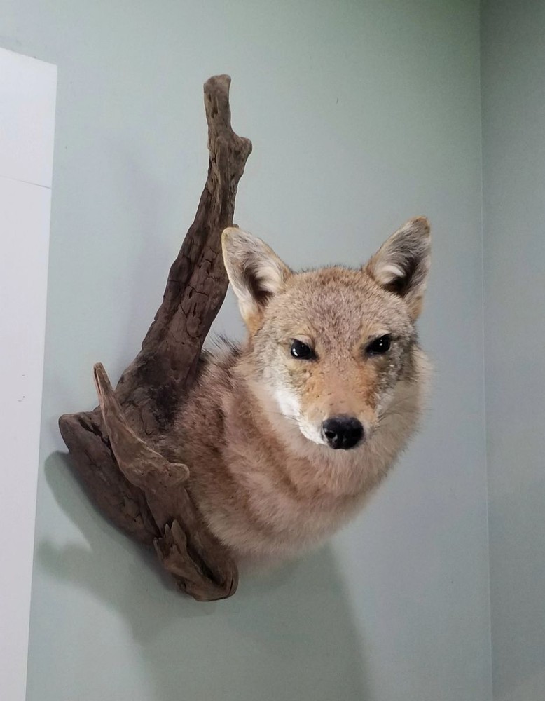 Extra-Large Coyote Head Driftwood mount - NEW