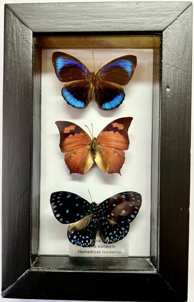 Three framed genuine butterflies - Peru - Noble Leafwing, Starry Night Cracker