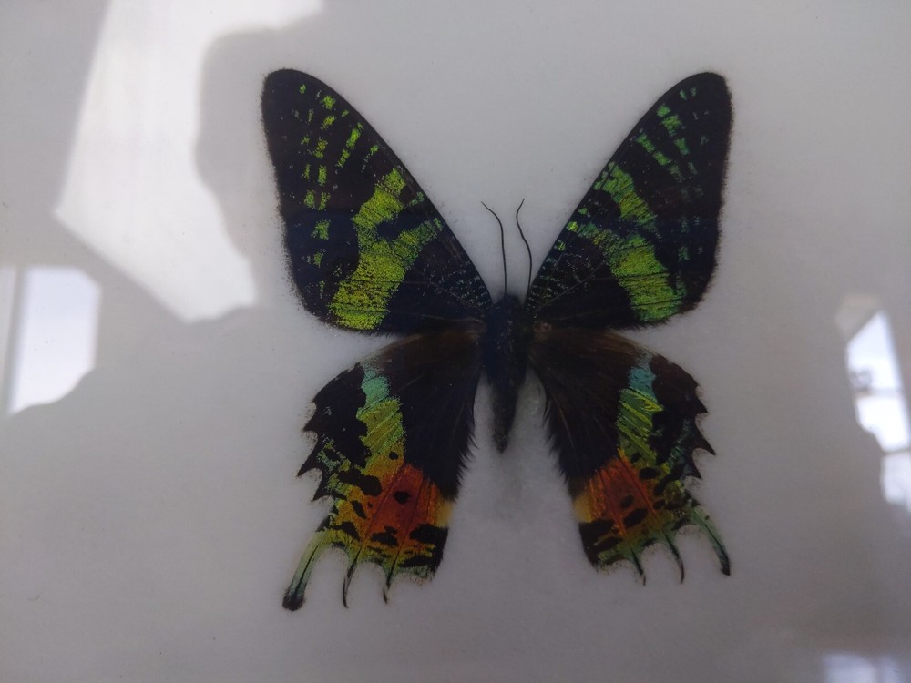 REAL MADAGASCAR SUNSET MOTH CHRYSIRIDIA RHIPHEUS FRAMED