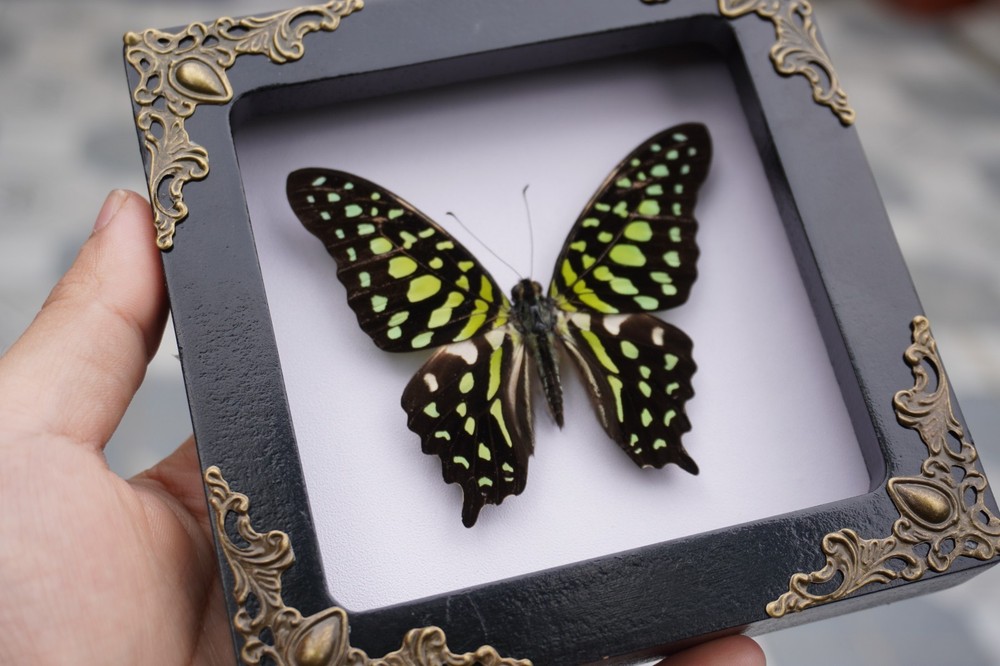 Real Butterfly Frame Dried Insect Wall Art Butterfly Bug Collection Handmade