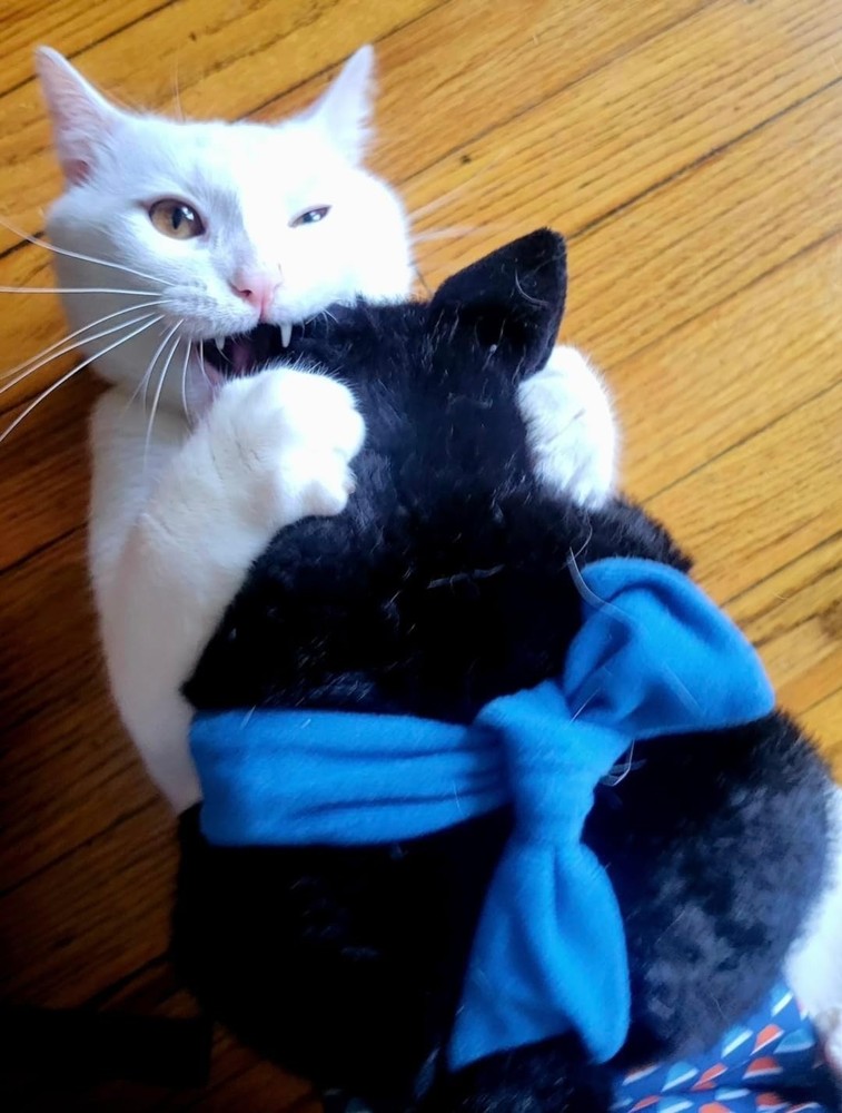 Cat Sumo Wrestling Glove Puppet Interactive Cat Toy Protective Mitt
