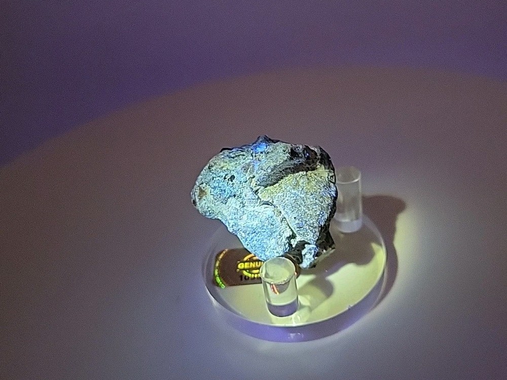 Full Dinosaur Fossil Skull Authentic