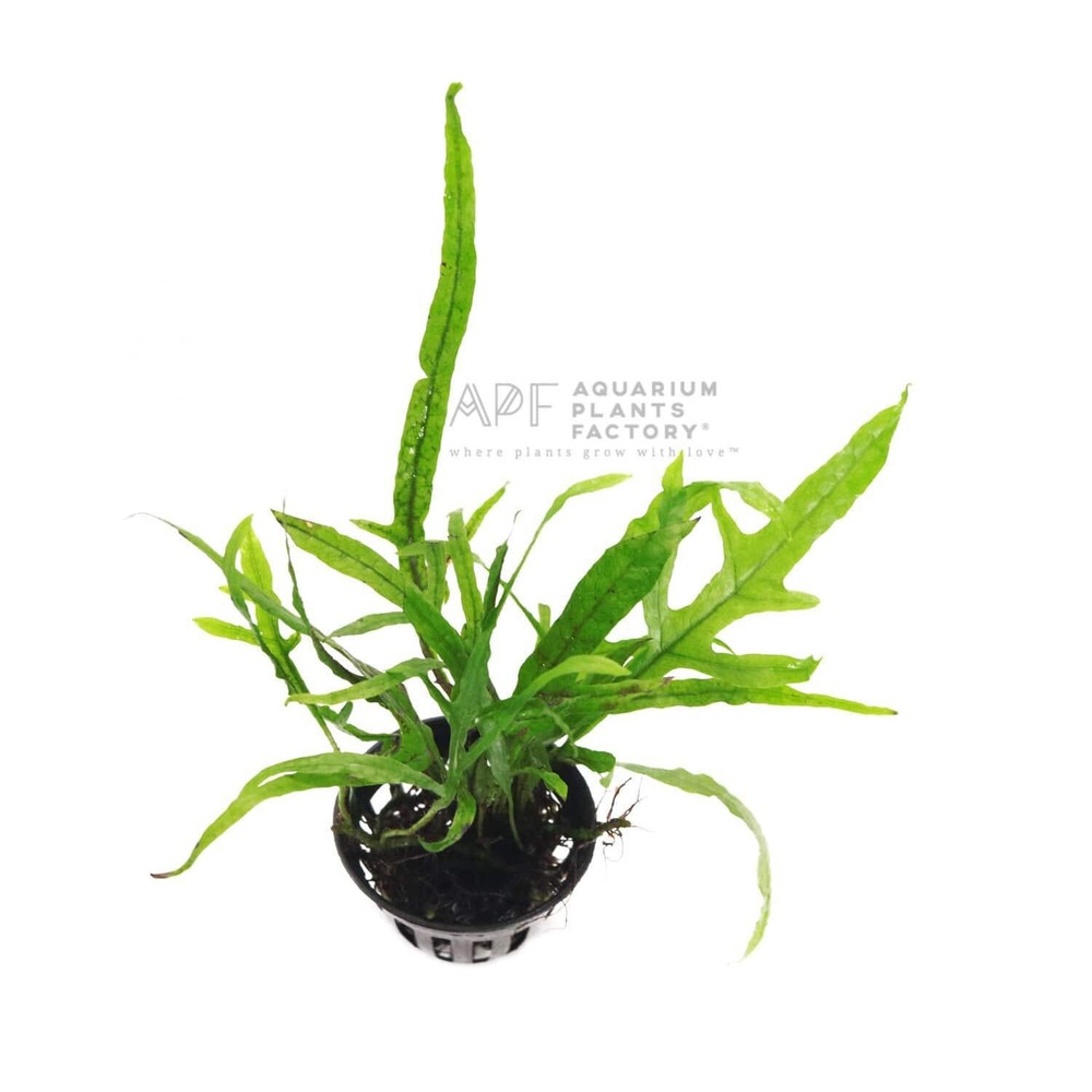 Microsorum Pteropus Trident | Aquarium Plants Factory®