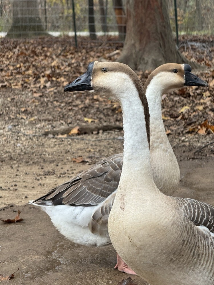 12 Brown Chinese Geese Hatching Eggs