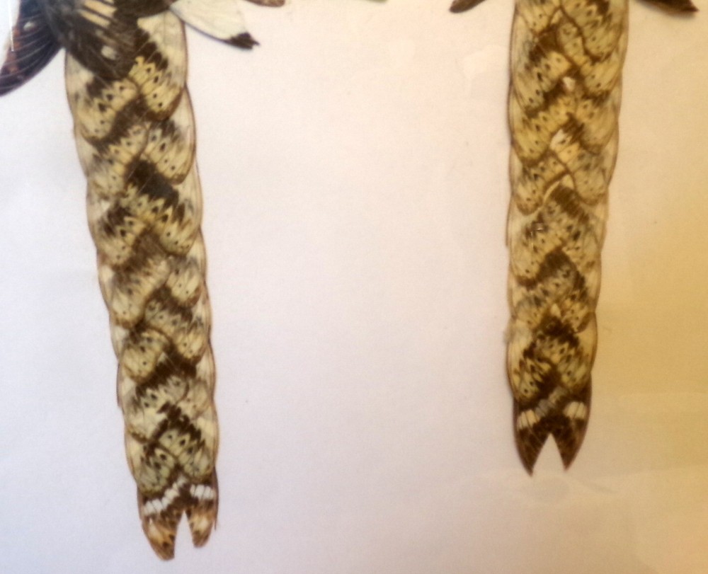 ART BUTTERFLY WING PARROTS Framed