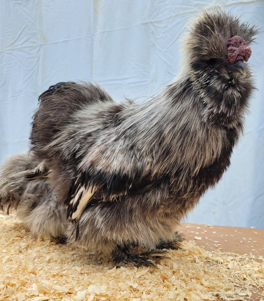 12+2 Silkie Hatching Eggs Npip