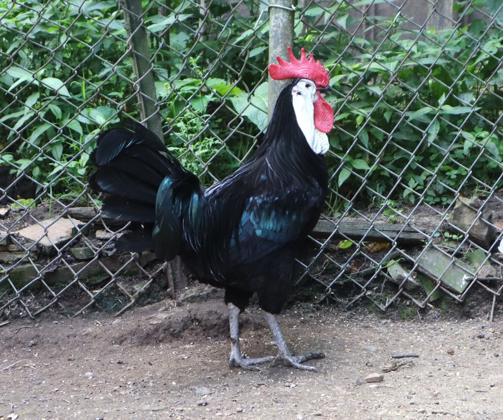 11+1 LF White Face Black Spanish Eggs Imported from Spain
