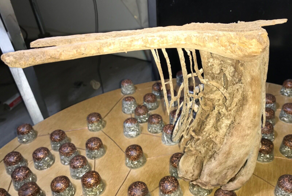 Saguaro Skeleton cactus wood Art