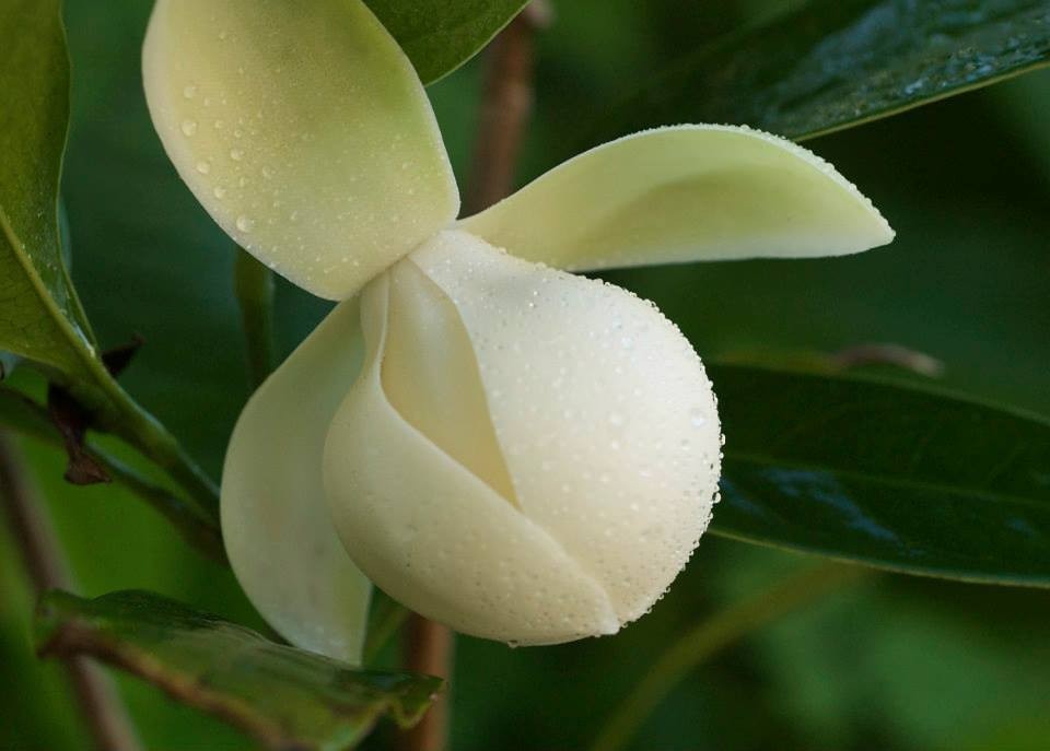 Coco Magnolia live plant
