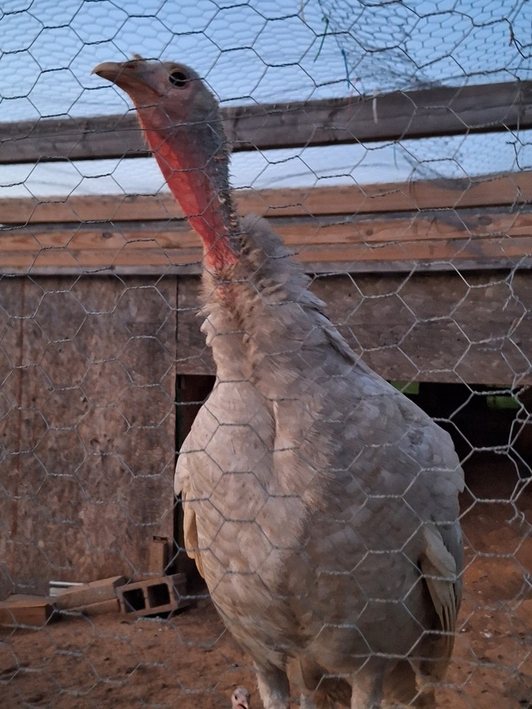 6 Lilac Turkey Hatching Eggs