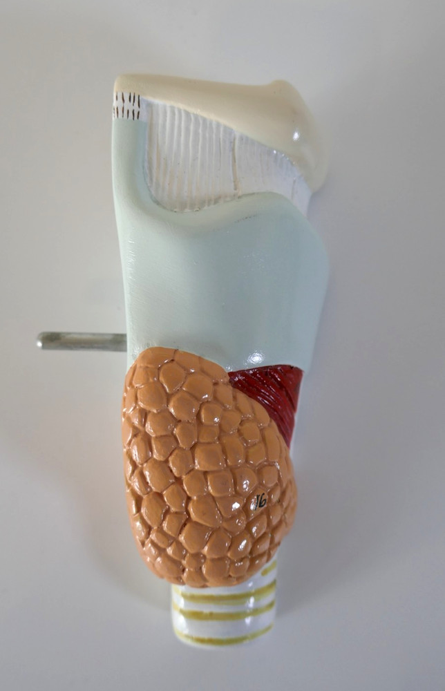 Denoyer Geppert larynx replacement for CardioPulmonary Heart & Lung Model