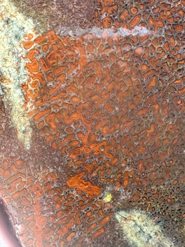 Dinosaur bone rough **hxtled large slab.