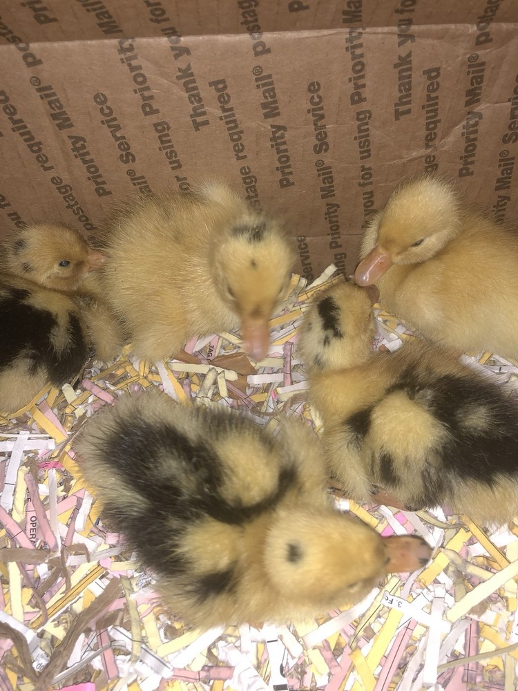 ancona duck eggs, Dozen