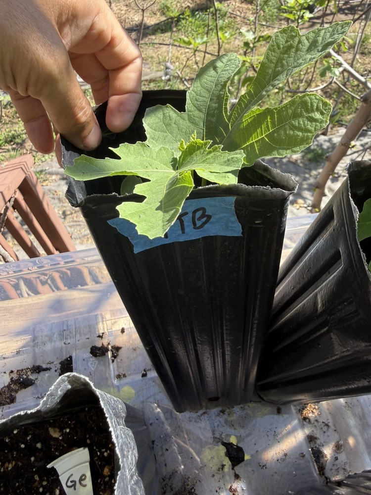 Italian Black YOUNG Fig Tree 🌲