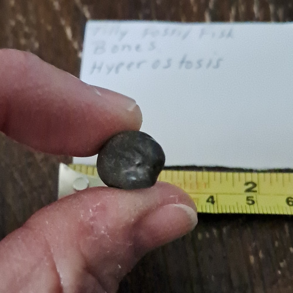 10 Fossil Fish Bone TILLY Hyperostosis