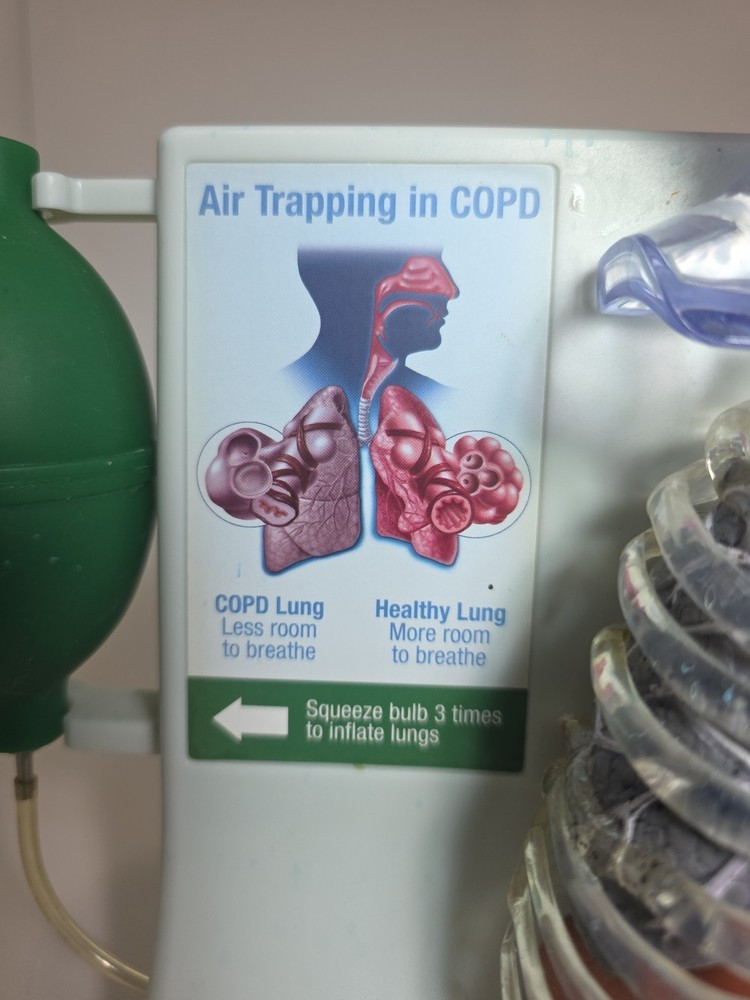 Vintage Pfizer Lung Display Model - Interactive Pump-expanding Lungs Works