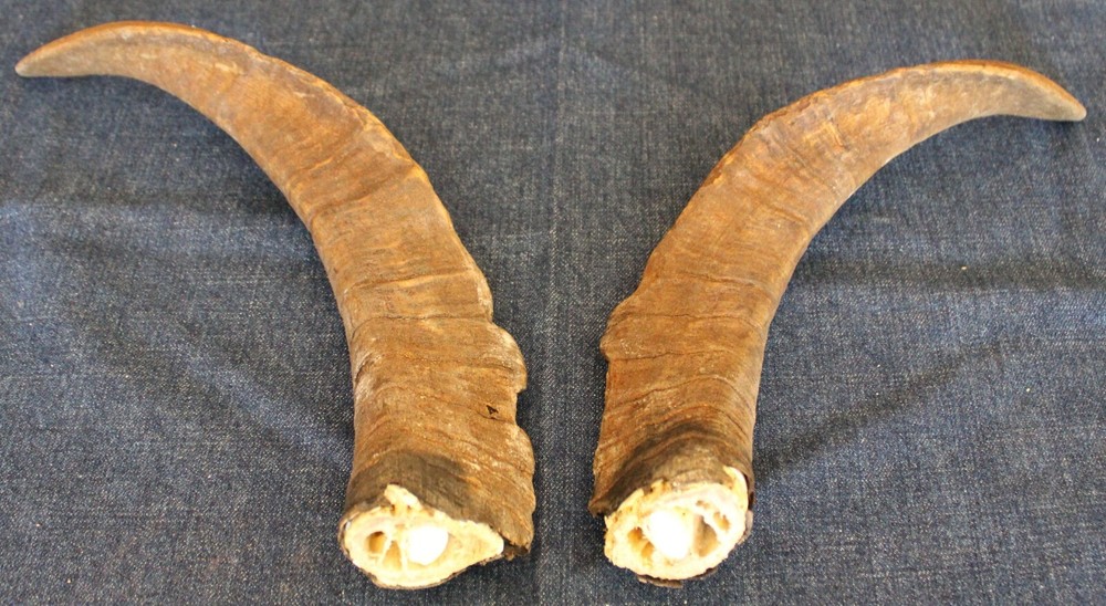 Ram Horns, Cleaned 15" Length Approx. Size (#4)