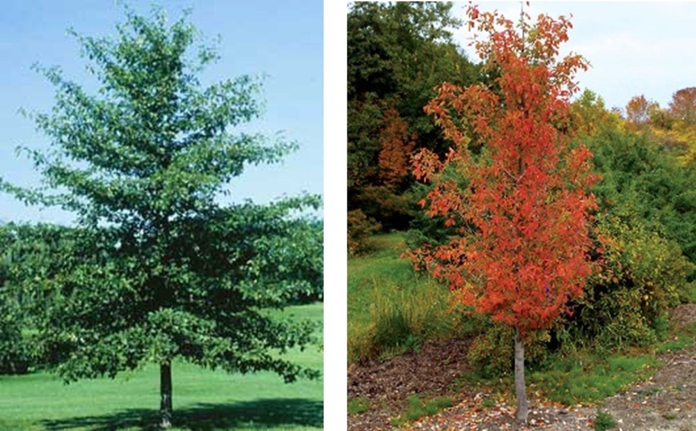 1 Black Gum Tree 12-24" Nyssa sylvatica Bare Root