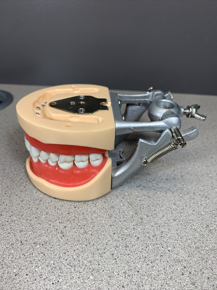 Dental Typodont Model With Removable Teeth Unbranded