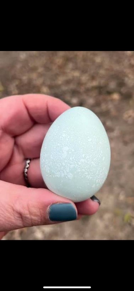 Prairie Blue Bell Hatching Eggs 12