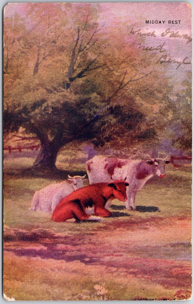 1908 Midday Rest Cattle Raising Posted Postcard