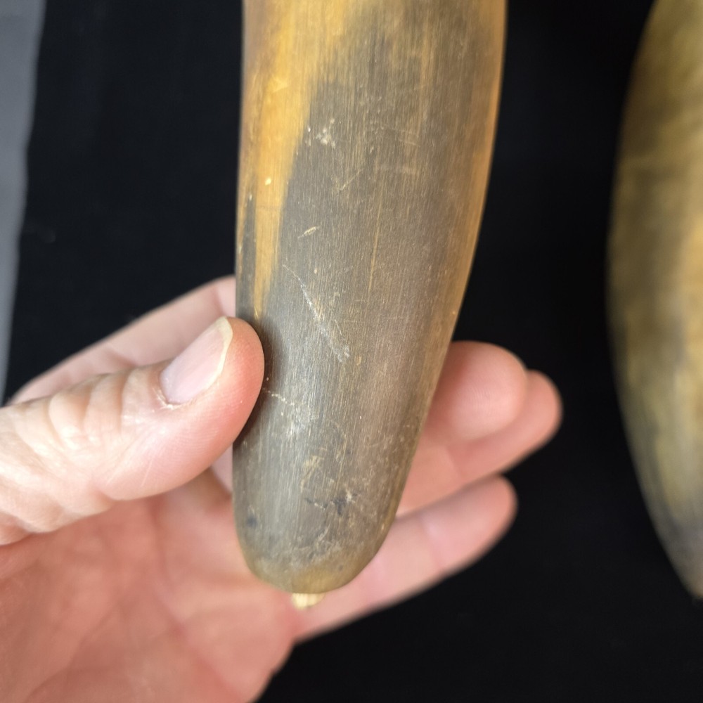 Antique Powder Horns