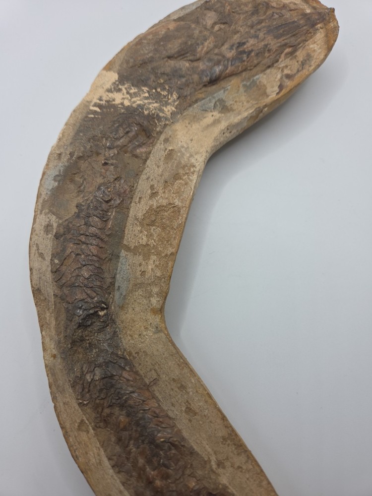 Fossils NICE BRAZILIAN FISH - DETAILED – VINCTIFER