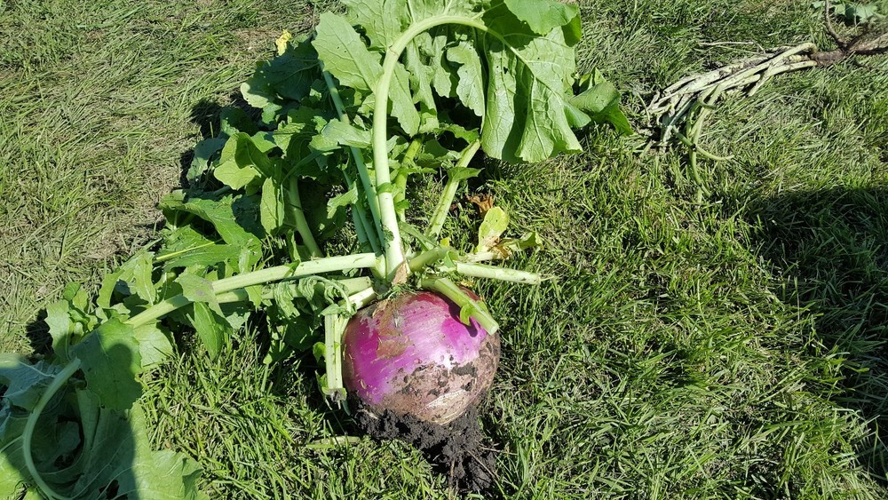 JACKPLOT DEER & WILDLIFE Food Plot Seed 5 lbs (1 acre) Turnip, Clover, Brassica