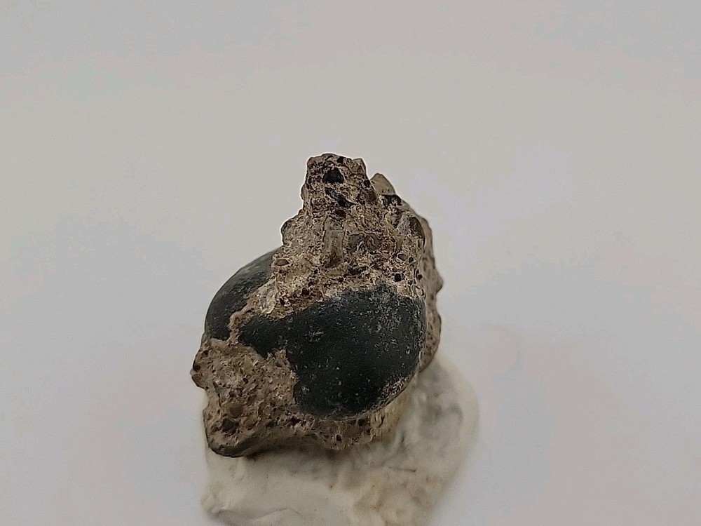Real Permineralized Reptile Egg Fossil