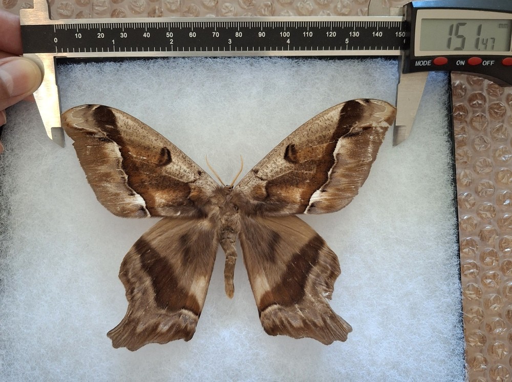 SATURNIIDAE SP.  ATALAYA-PERU MOUNTED RIKER FRAMED