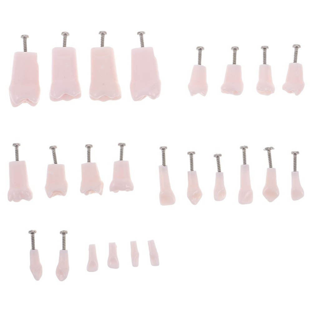24 Pcs Dental Practice Teeth Typodont Teaching Model Removable Tooth Set