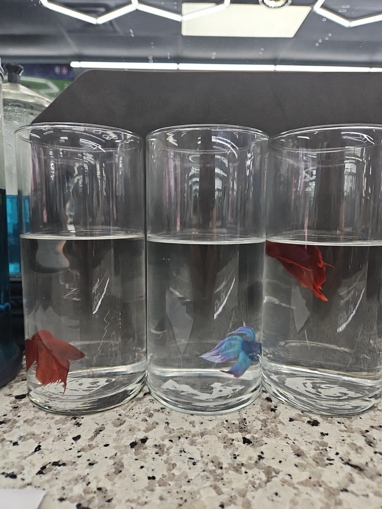 Betta Fish Set in Clear Glass Containers