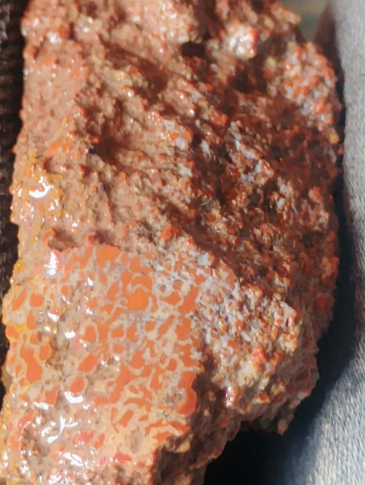 Small Beautiful Agitized Dino Bone